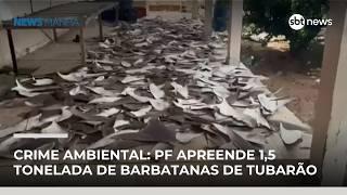 Crime ambiental: PF apreende 1,5 tonelada de barbatanas de tubarão | #NewsManhã