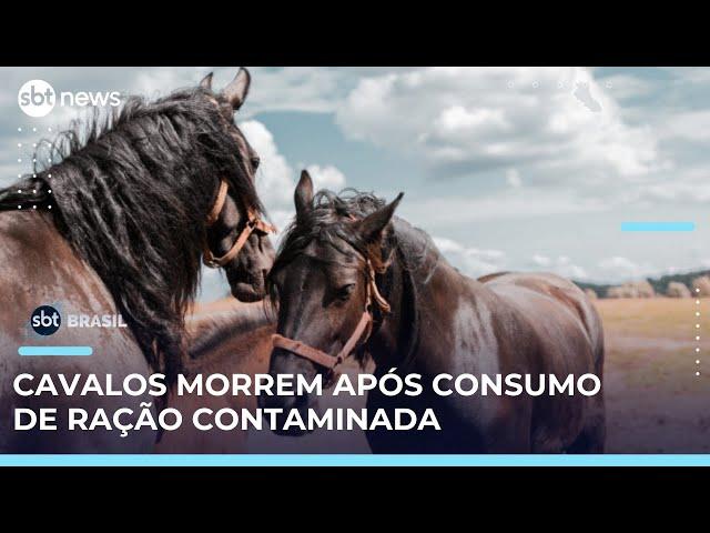 Ministério da Agricultura investiga mortes de cavalos em Haras após consumo de ração | #SBTBrasil 