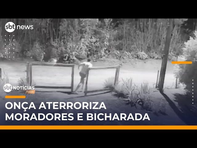 Presença de onça muda rotina de moradores e animais em sítio no Paraná | #SBTNotícias