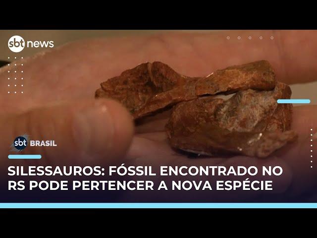 Fóssil encontrado em museu na UFRGS pode pertencer a espécie anterior aos dinossauros | #SBTBrasil 