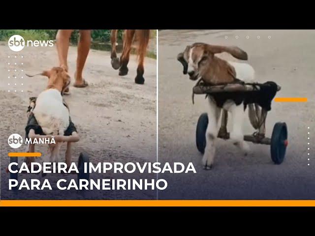 Fofura: Carneirinho ganha cadeira de rodas feita com PVC no Ceará | #SBTManhã