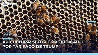 Tarifaço já prejudica produtores de mel em Santa Catarina | #SBTBrasil 