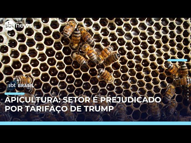 Tarifaço já prejudica produtores de mel em Santa Catarina | #SBTBrasil 
