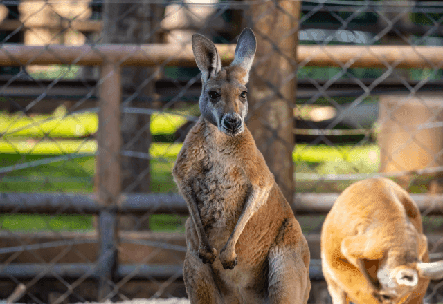  Zoológico de São Paulo volta a ter cangurus-vermelhos após quase duas décadas