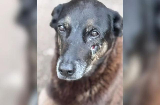 Cão Orelha: Ministério Público pede exumação e aprofundamento das investigações