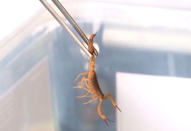 Criança de 2 anos é internada na UTI após picada de escorpião em São José do Rio Preto (SP)