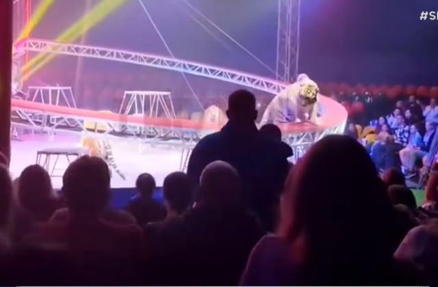 VÍDEO: Tigre salta em direção ao público após falha em grade de circo na Rússia