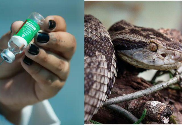 Hospital erra e aplica antídoto para picada de cobra no lugar de vacina em 11 recém-nascidos de SC
