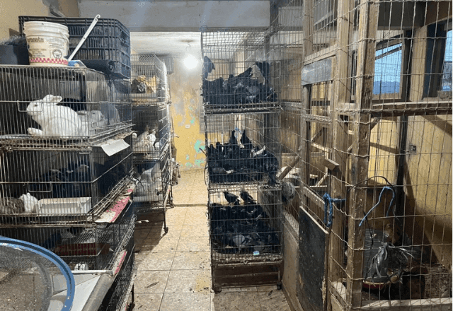 Polícia Federal faz operação contra comércio ilegal de animais em São Paulo