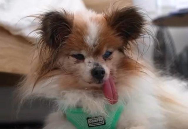 Cachorro mais velho do mundo morre na França aos 30 anos