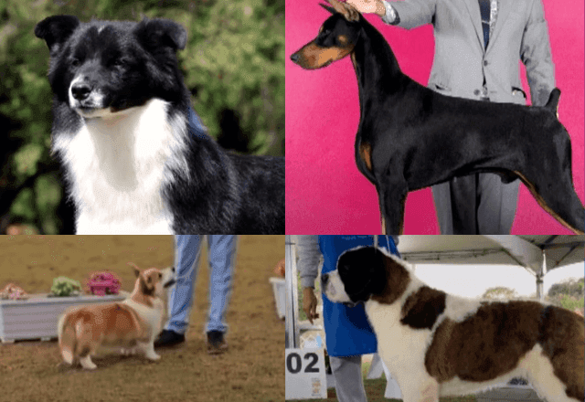 Polícia procura cães de raça levados em assalto em Guarulhos