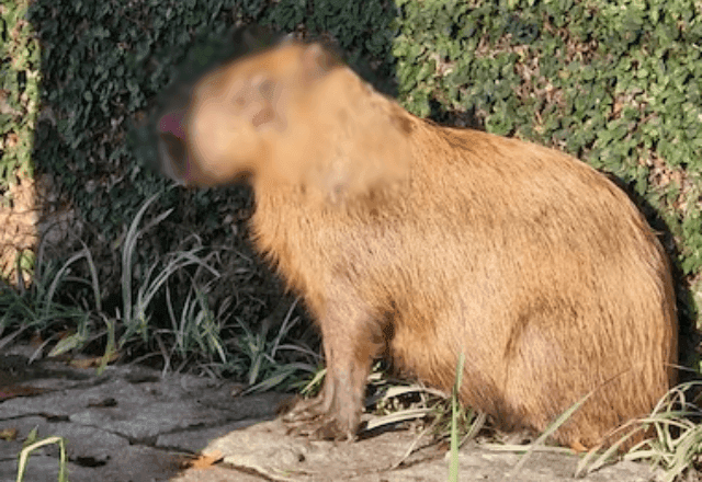 Grupo agride capivara no Rio; 6 são presos e 2 menores apreendidos