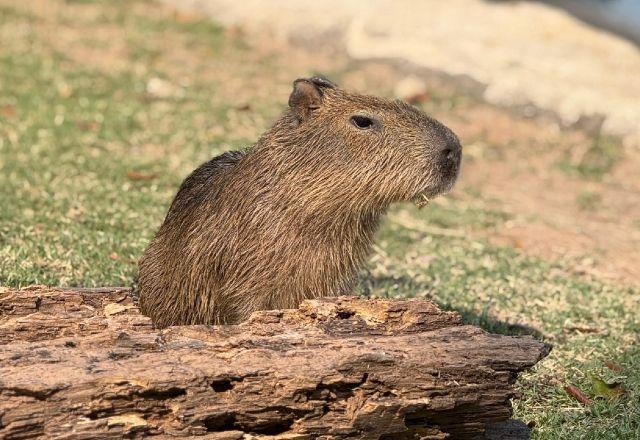 Filhote de capivara resgatado é o novo morador do BioParque do Rio; vote para escolher o nome