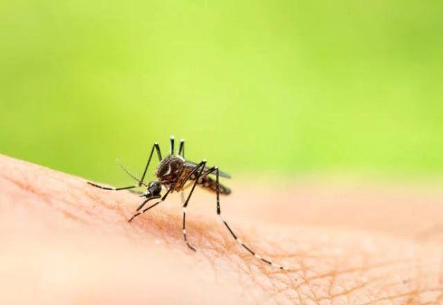 Febre amarela e dengue: saiba diferenciar sintomas e a importância da vacinação