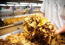 Imagem da notícia imagem produção tabaco