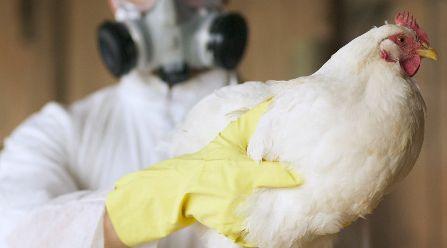 Gripe aviária: projeto de lei prevê indenização para fiscais agropecuários 