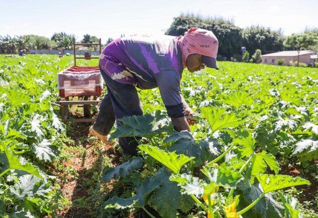 Produção agrícola deve atingir R$1,3 trilhão em 2026, prevê Ministério da Agricultura
