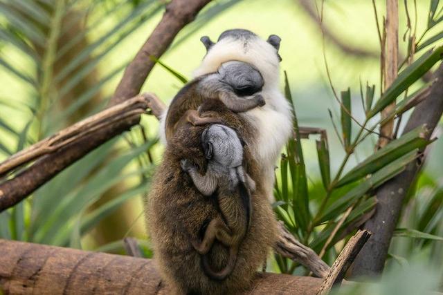 Filhotes de sauim-de-coleira, espécie ameaçada de extinção, nascem em SP; veja fotos