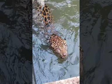 Onça-pintada presa em canal de usina no Mato Grosso é resgatada