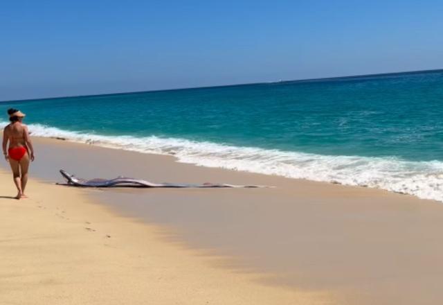 "Peixe do fim do mundo": dois peixes-remo aparecem vivos em praia do México; veja vídeo