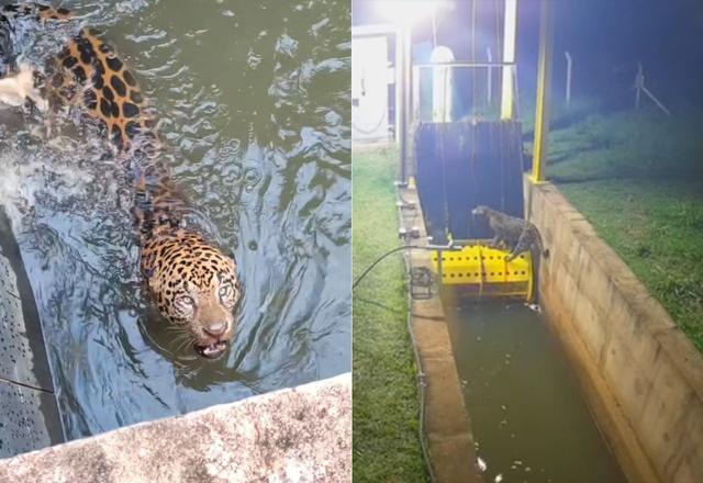 VÍDEO: onça-pintada presa em canal de usina no Mato Grosso é resgatada