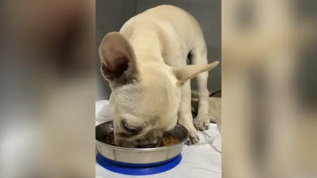 Bulldog ingere 55 pedras de crack e é salvo por veterinários em SC