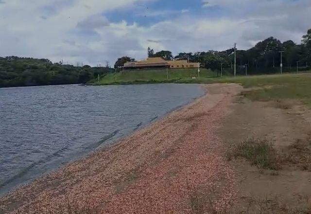 Milhares de camarões de água doce aparecem mortos no Rio Tietê, no interior de SP