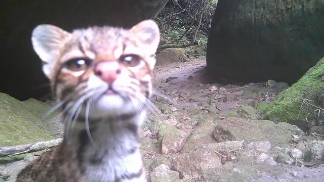 Gato-do-mato ameaçado de extinção é visto em área de conservação no RJ
