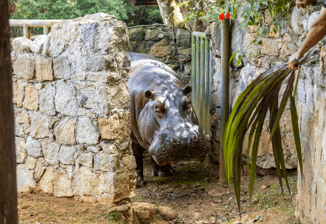 Hipopótamo chega ao Zoológico de São Paulo para formar casal com fêmea da espécie