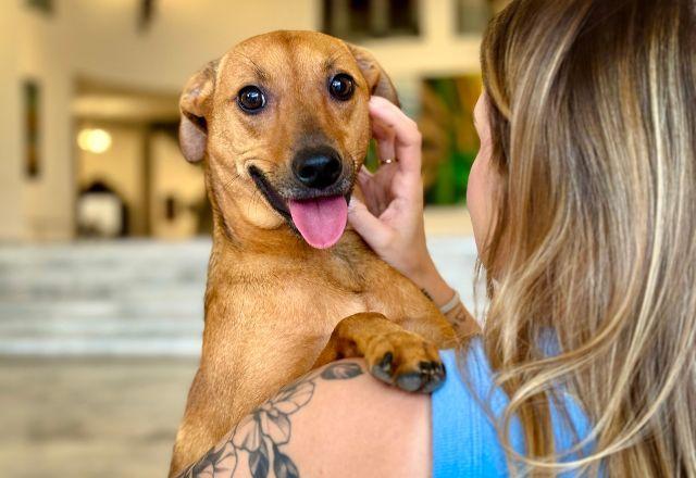 São Paulo sanciona lei que autoriza enterro de cães e gatos em jazigos dos tutores