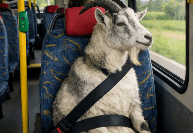 AGU investiga auditor que usou imagem gerada por IA para aplicar multa em ônibus