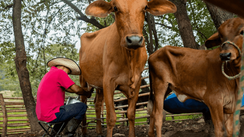 MST teme impacto do Acordo UE-Mercosul sobre produtores de leite e queijo; entenda cenário MST teme impacto do Acordo UE-Mercosul sobre produtores de leite e queijo; entenda cenário