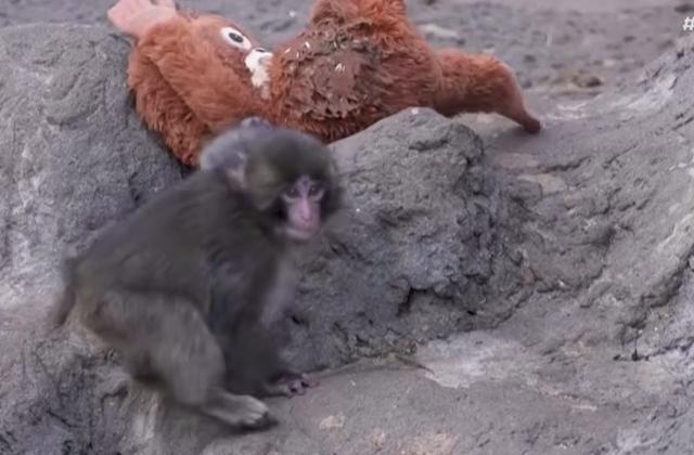 Filhote de macaco viraliza após adotar pelúcia em zoológico do Japão