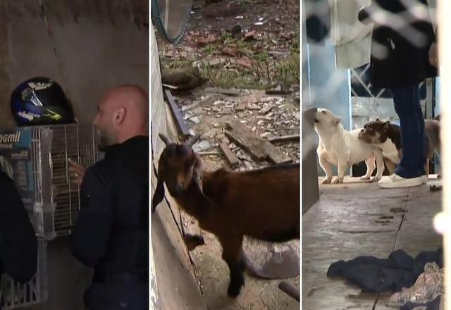 Policiais realizam operações contra maus-tratos a animais em São Paulo